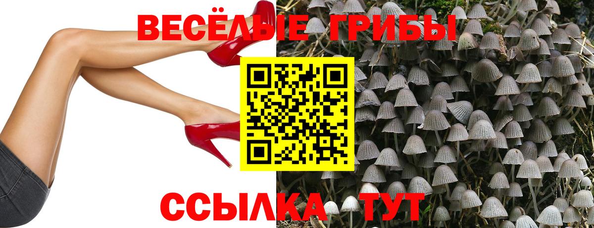 Галлюциногенные грибы Psilocybine cubensis Черкесск